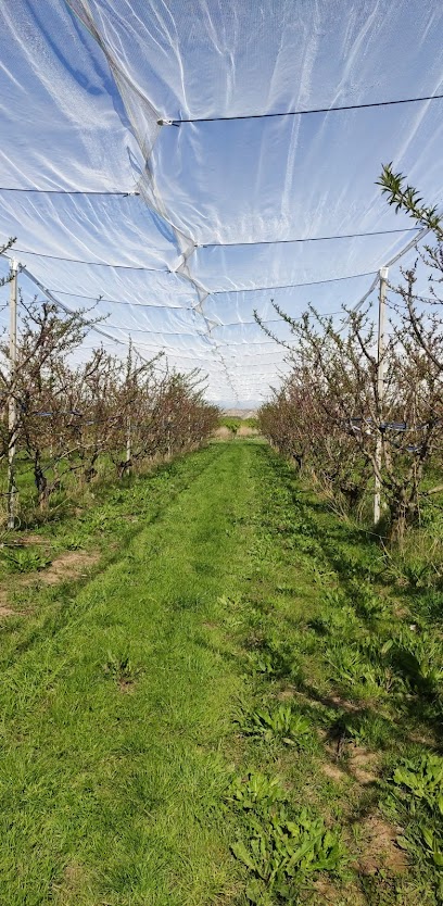 BIO PONTIL FRUTA ECOLÓGICA en Rueda de Jalón. Oficinas de empresa