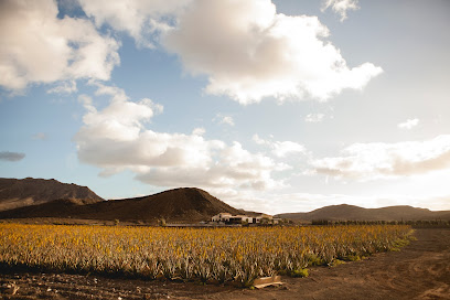 Verdeaurora Bio Farm - Aloe Vera Fuerteventura en Antigua. Atracción turística