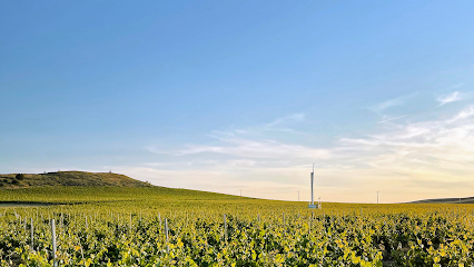 Viñedo Viejas del Majuelo en Moraleja de Coca. Viñedo