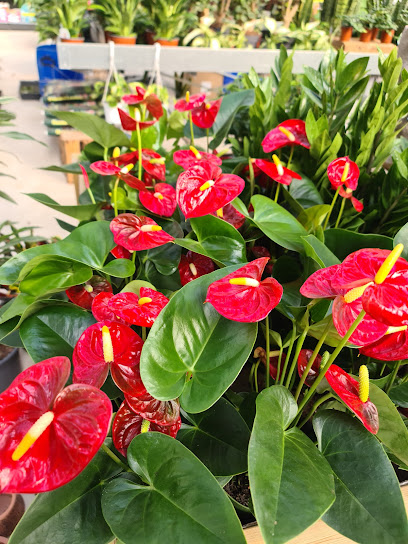 Naturae: Centre De Jardinería i Exteriorisme en Gandía. Servicio de jardinería