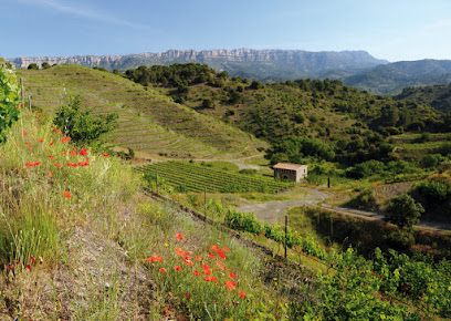 Celler Burgos Porta - Mas Sinén en Poboleda. Bodega