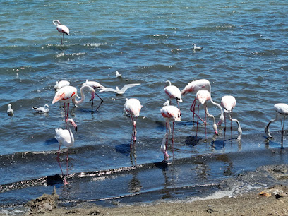 Parque Regional de las Salinas y Arenales de San Pedro del Pinatar en San Pedro del Pinatar. Parque ecológico