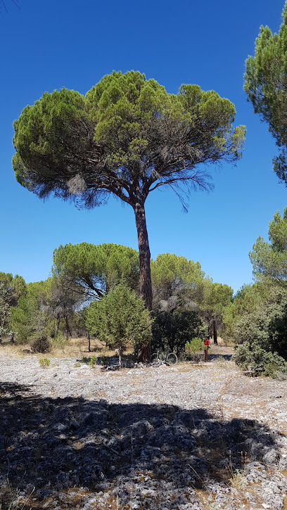 Pino Pinilla en Portillo. Bosque nacional