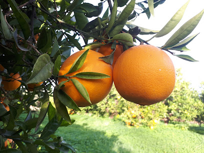 Naranjas del Turia en Paterna. Frutería