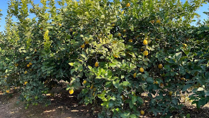 Frutas El Rincón en Archena. Procesamiento de frutas y verduras