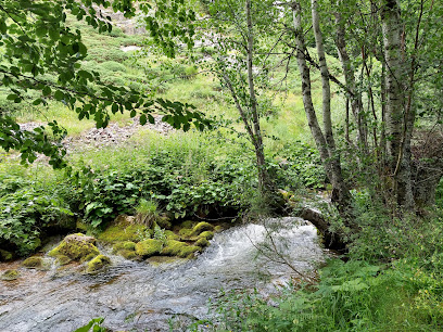 Pinar de Lillo en Puebla de Lillo. Bosque nacional