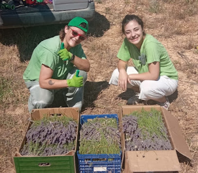 LAVANDANNA en Ariño. Asociación agrícola