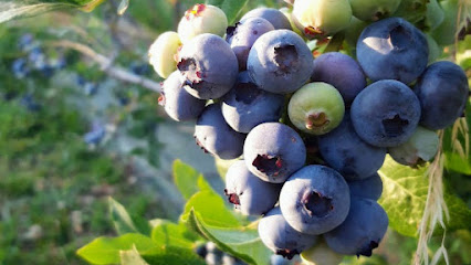 Berry Good en Riofrío de Riaza. Atracción turística