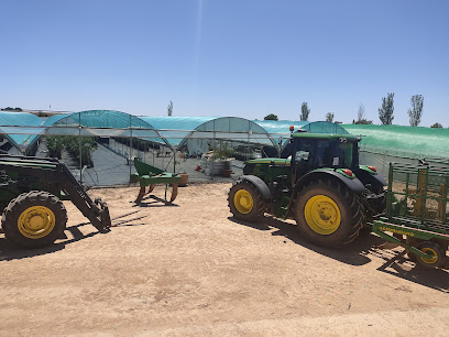 Vivero de pistacho Agrotech ciudad real s.l en Urda. Vivero