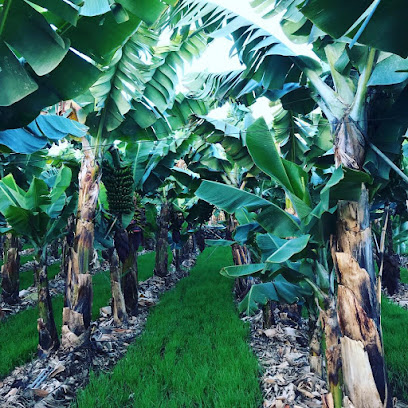 bananaECOplantation en La Orotava. Centro de visitantes