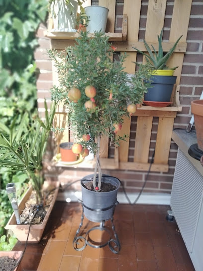 Viveros la Huerta en Valdemorillo. Centro de jardinería
