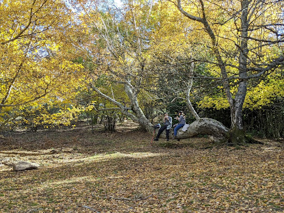 Dehesa Bonita de Somosierra en Somosierra. Reserva natural