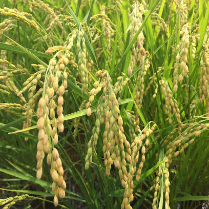 Arròs l'Estany de Pals en Els Masos de Pals. Molino de arroz