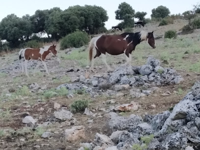 Ganaderia Ecologica El Paso en Bélmez de la Moraleda. Ganadero