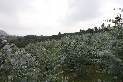 Forestaciones Los Llanos en Santa Cruz de Bezana. Fabricante de alimentos