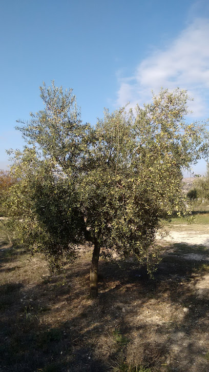 Masía Terrers - Aceite Bucària en Bocairente. Empresa de embotellado de aceite de oliva
