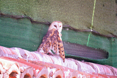CERI Centro de Estudios de Rapaces Ibéricas en Sevilleja de la Jara. Servicio de rehabilitación de la fauna