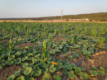 Huerta La Marisma venta directa frutas y verduras ecológicas en La Barca de Vejer. Sin categoría