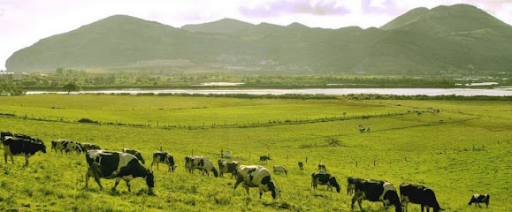 Granja Marismas de Santa Ana en Santoña. Vaquería