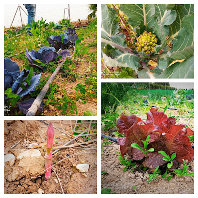 Cultiva Ocio - Alquiler de parcela para huerto en Elche (Alicante) #campo #terreno #cultivar en Elche/Elx. Huerto