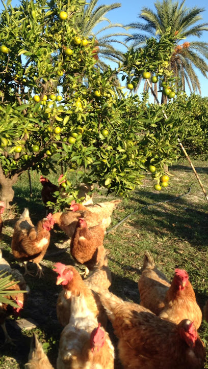 Agrobolomor en Tabernes de la Valldigna. Frutería