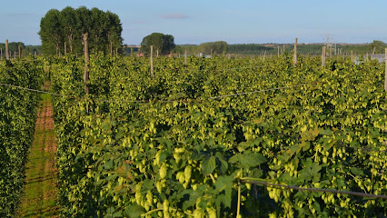 Vendolupulo.es en Carrizo de la Ribera. Agricultura