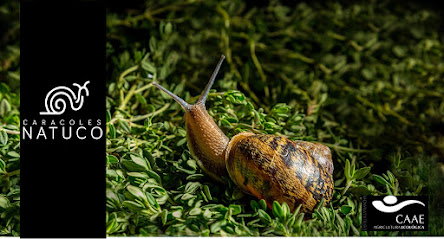 Natuco: Comprar Caracoles. Granja en Trijueque. Granja