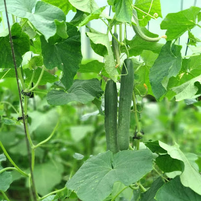 Entsalarte 'Huerta Ecológico De Frutas Y Verduras' en Ermitabarri-Ibarra. Huerto