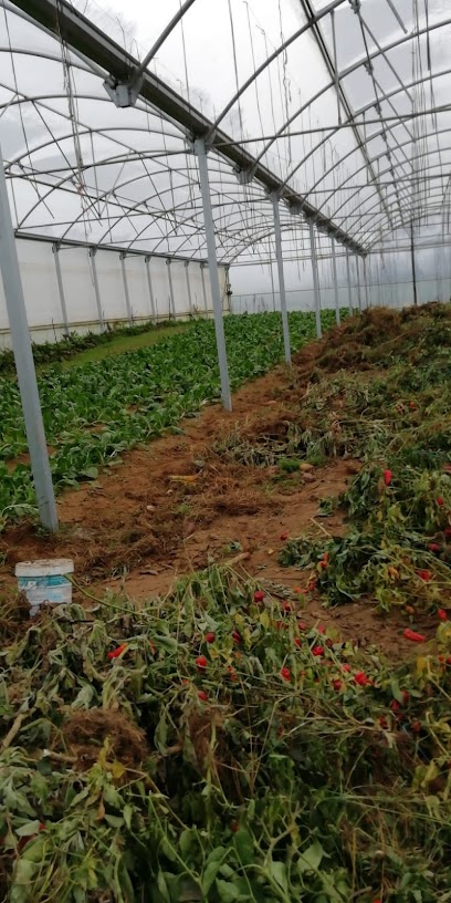 Horta ecolóxica en Abegondo. Granja orgánica