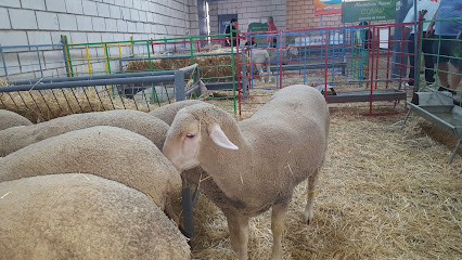 Salón Ovino en Castuera. Organización agrícola