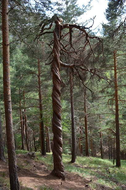 Pinar de Velilla en Velilla del Río Carrión. Reserva natural