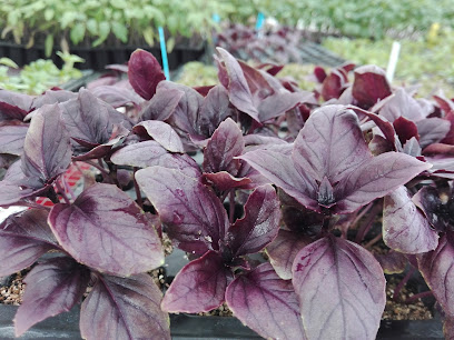 La Almajara del Sur - Vivero Agroecológico en Arroyo Hurtado. Servicio de jardinería