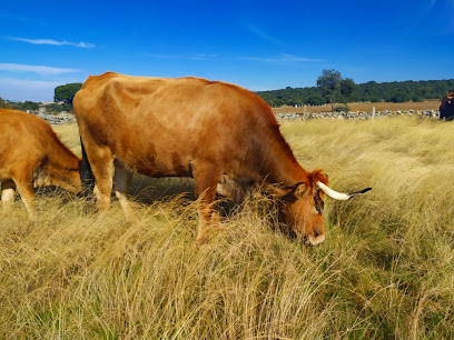 Oxen Durii en Zamora. Granja orgánica
