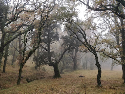 El Rivet en Benasal. Bosque nacional