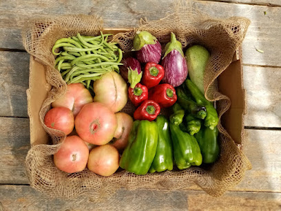 Eco Brot - huerto ecológico - verduras ecológicas en Girona. Huerto