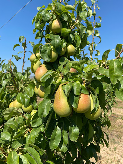 FRUTAS NATURAL DEL MEDITERRANEO S.L. en Jumilla. Mayorista de frutas y hortalizas
