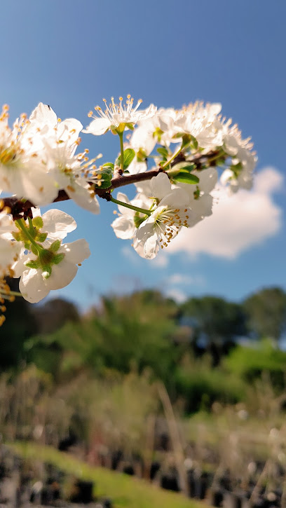 Arboreco en Cruilles. Vivero