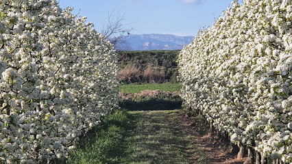 Cor de Fruita en El Poal. Procesamiento de frutas y verduras