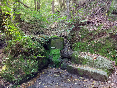 Fuente del Chico Grande en Viladrau. Parque ecológico