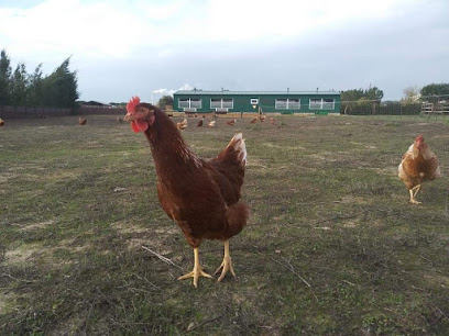 Huevos Doñana en Hinojos. Granja avícola