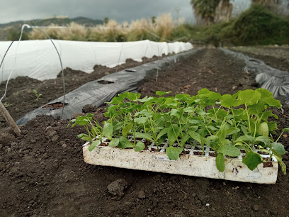 Semilleros Cucala Agrícola S.L. en Benigánim. Proveedor de semillas