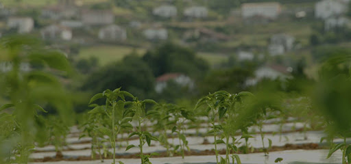 Ibarrako Piparrak Ibarlur en Ibarra. Fábrica de conservas
