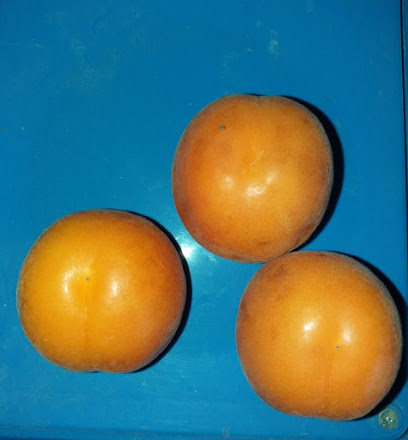 PRODUCTOS ECOLOGICOS 'EL BELICH' en Petrer. Mayorista de productos agrícolas