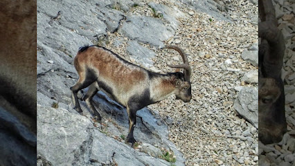 Canava en Jimena. Gasolinera