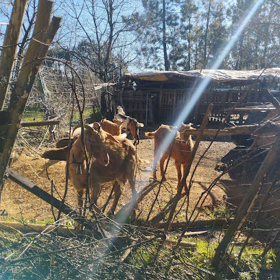 Quesería la frondosa en Villasbuenas de Gata. Comercio