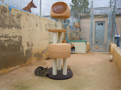 Sociedad Protectora De Animales Y Ambiental De Ibi en Ibi. Fundación