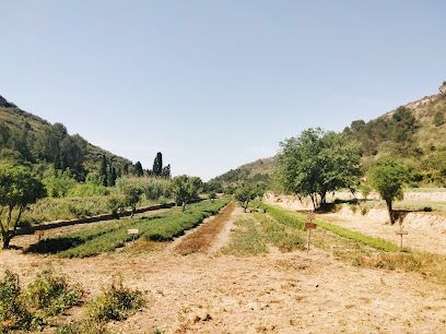 T'Estim infusions i tes ecològics en Son Talent. Tienda de alimentación