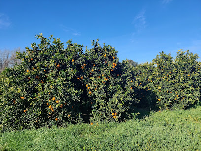 Exalco Bio en Pizarra. Mayorista de frutas y hortalizas