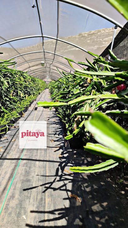 Pitaya España en Antequera. Mayorista de frutas y hortalizas