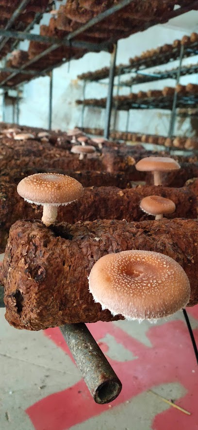 shiitake rioja en Autol. Comercio